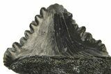 Bizarre Shark (Edestus) Jaw Section with Tooth - Carboniferous #269637-2
